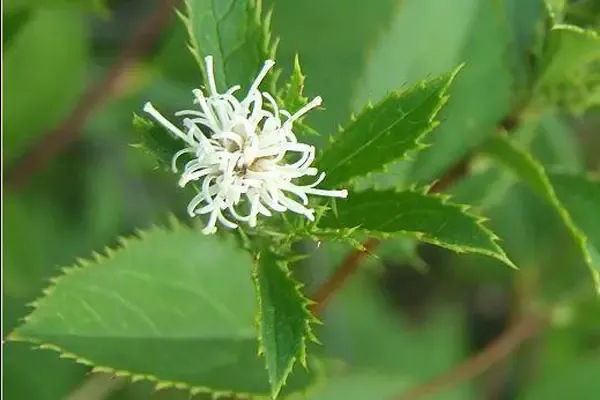 白术与苍术: 兄弟秉性各不同
